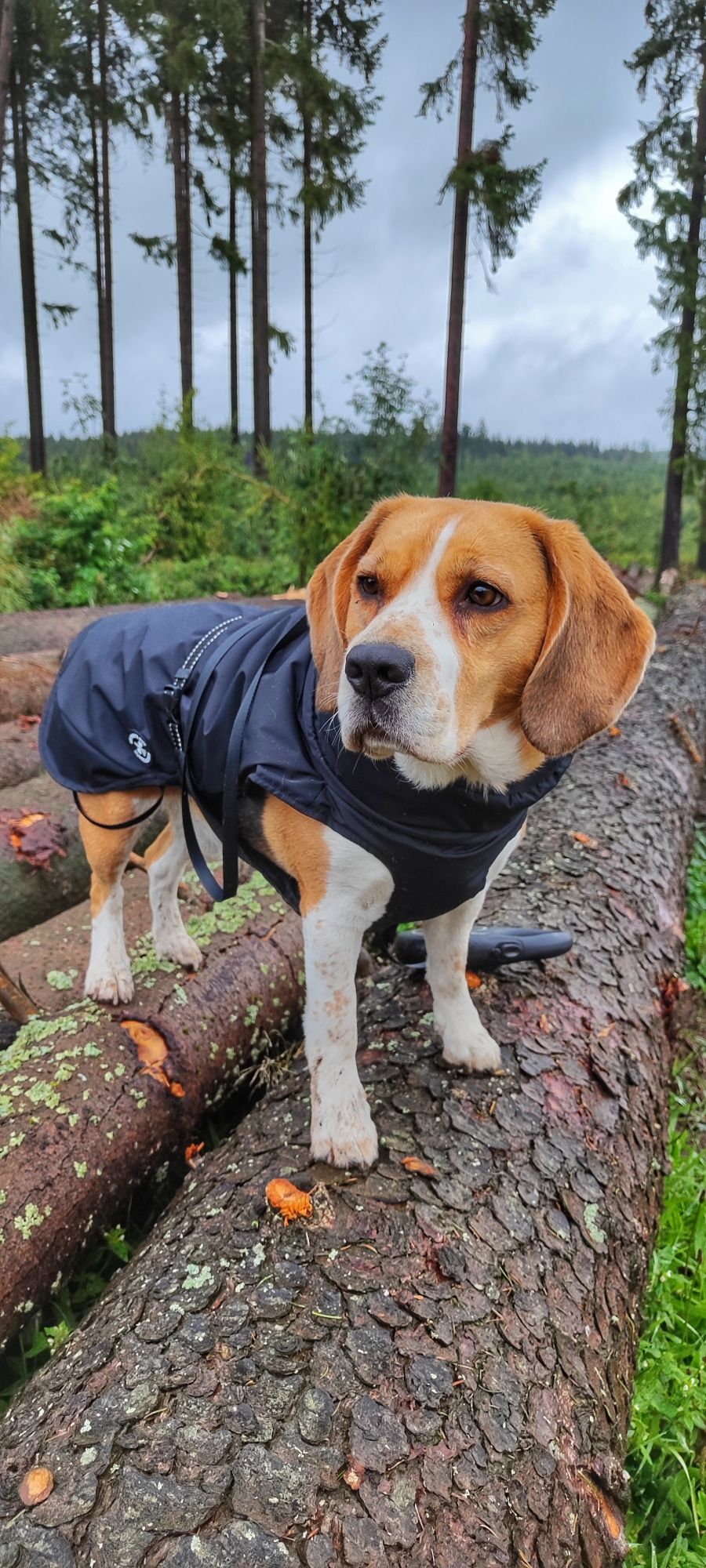 @scooby_thebeagle