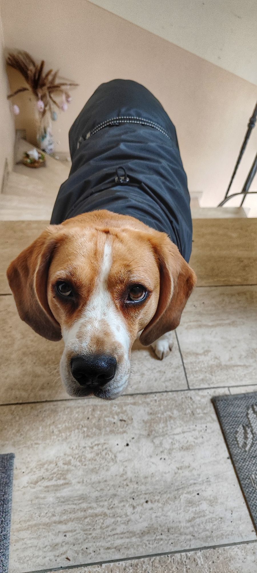 @scooby_thebeagle