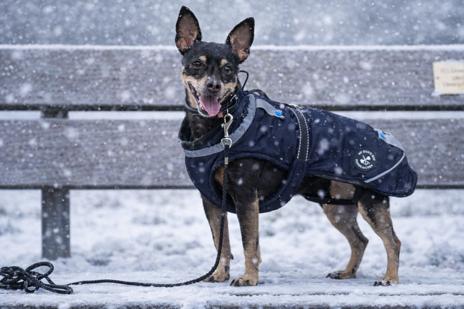 Veste d'hiver (M, L, XL, 2XL)