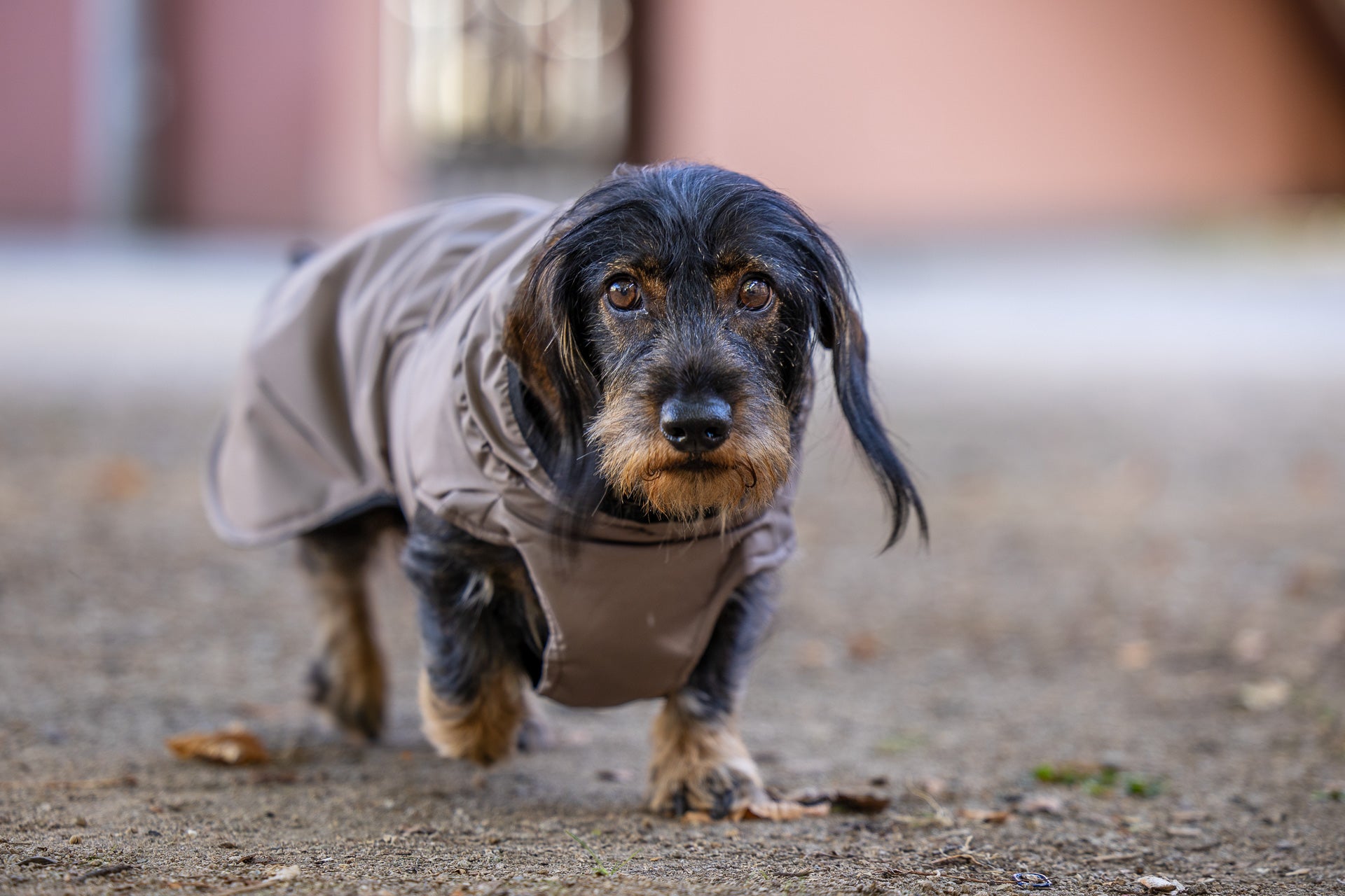 Rain jacket (M, L, XL, 2XL)