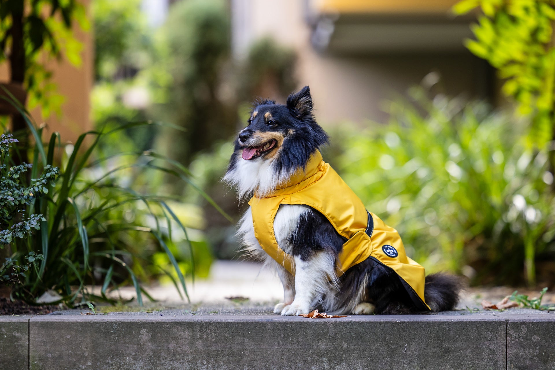Hunderegenjacke mit Rückenöffnung "Sunshine Yellow" - NEU