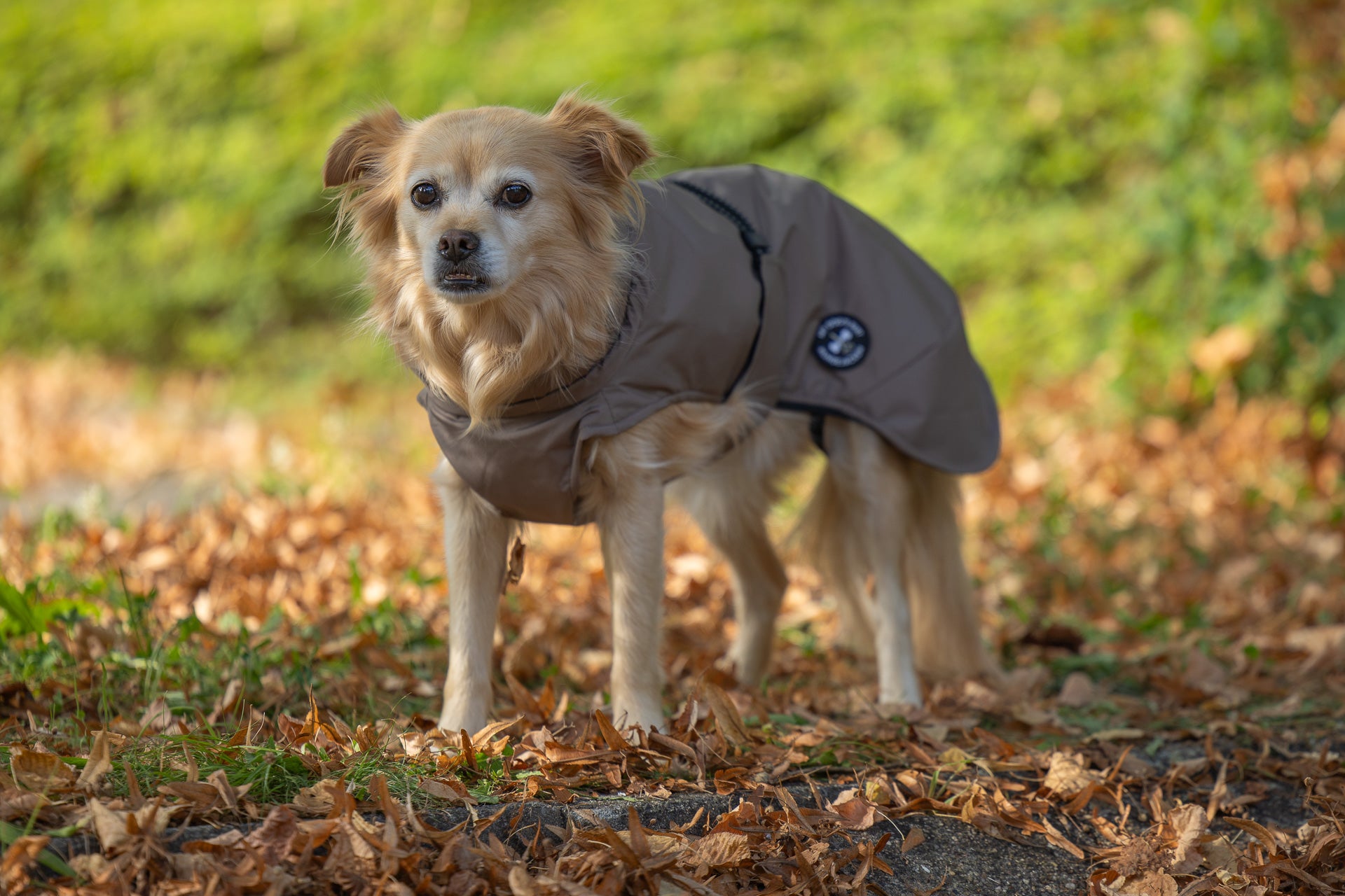 Regenjacke 2XS - 2XL - NEU (mit Rückenöffnung ab Größe S)