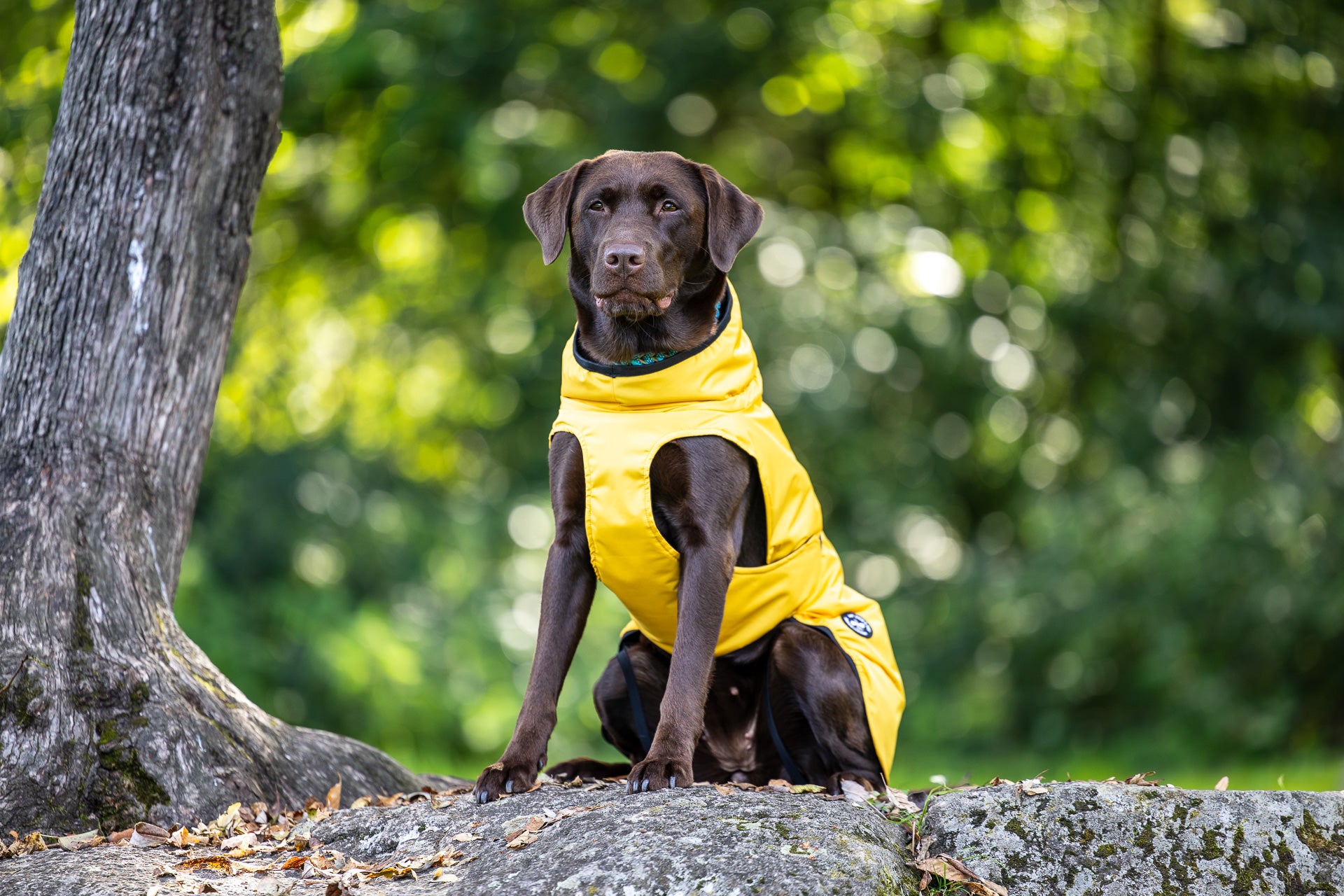 Rain jacket (M, L, XL, 2XL)