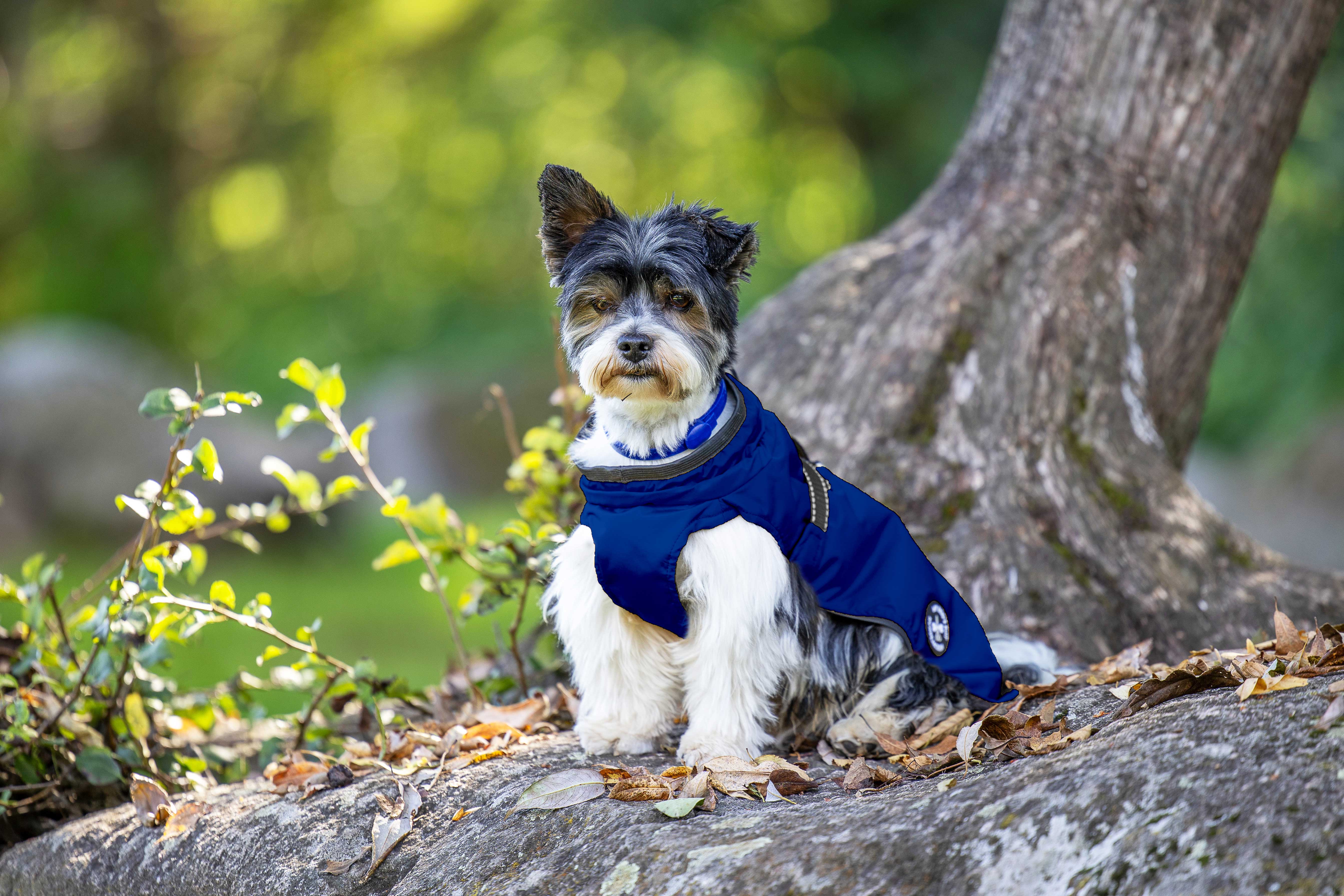 Rain jacket (M, L, XL, 2XL)