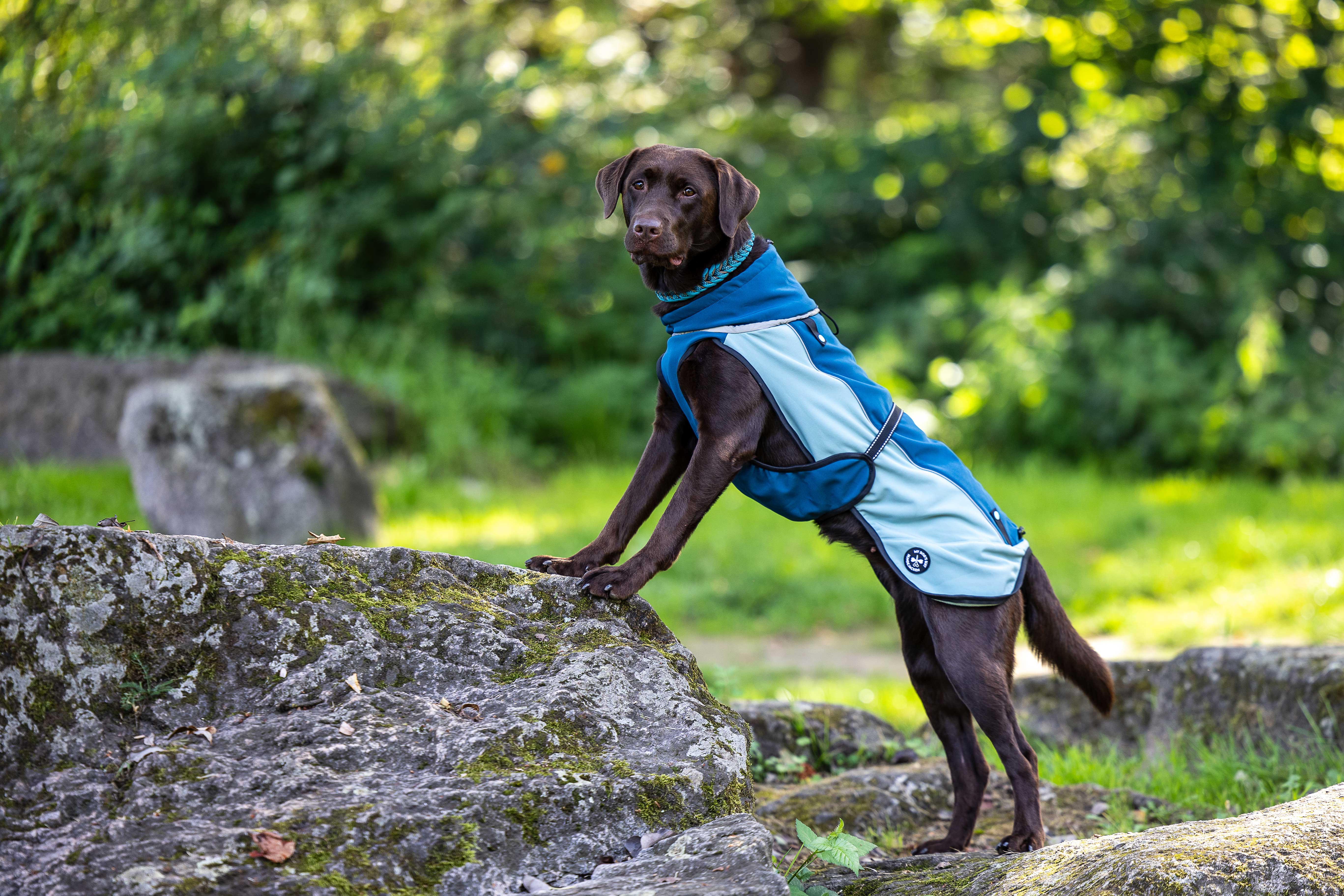 Veste softshell (M, L, XL, 2XL)