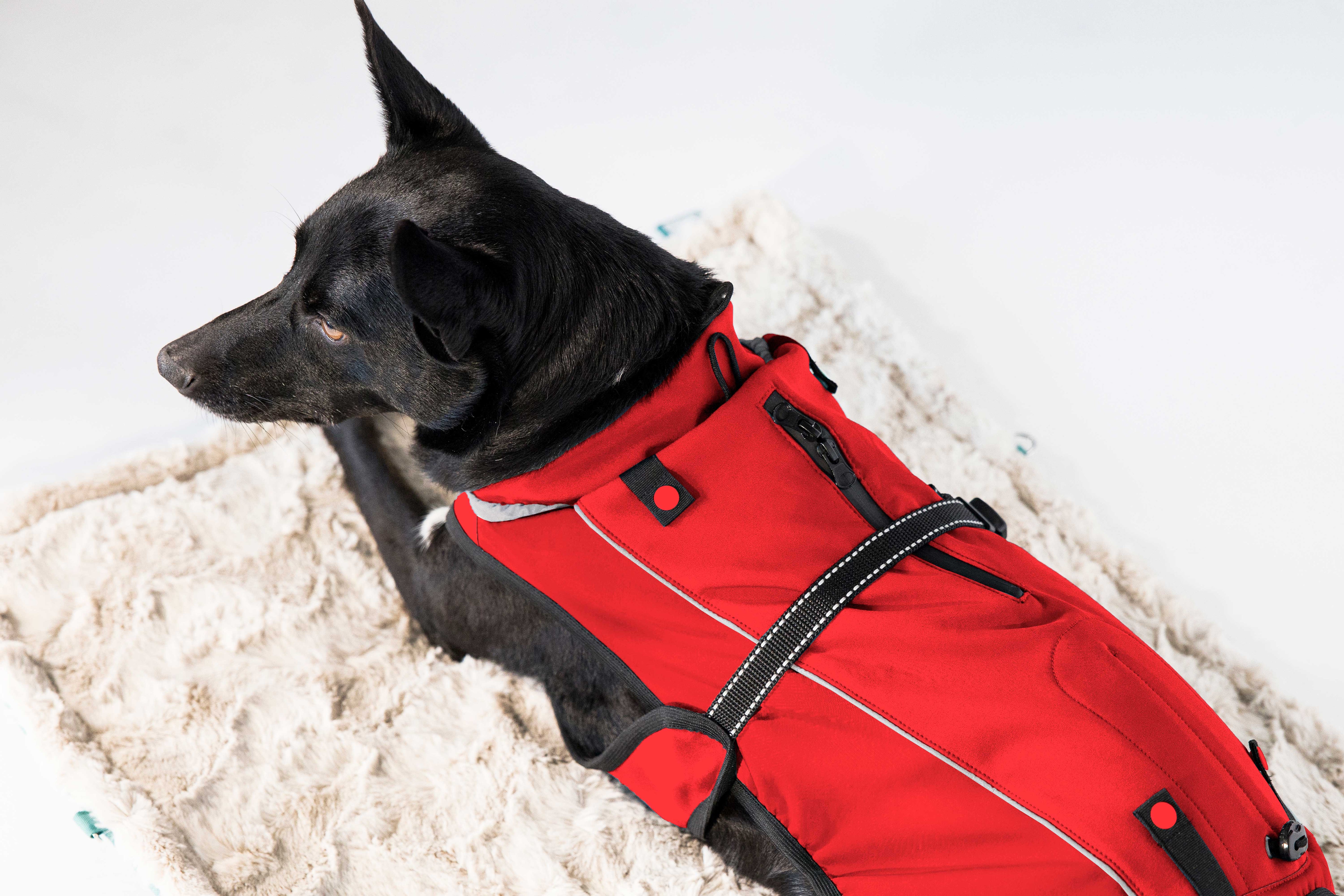 Veste softshell (M, L, XL, 2XL)