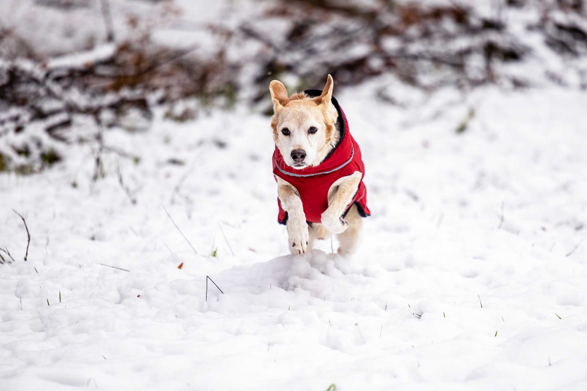 Veste d'hiver (M, L, XL, 2XL)