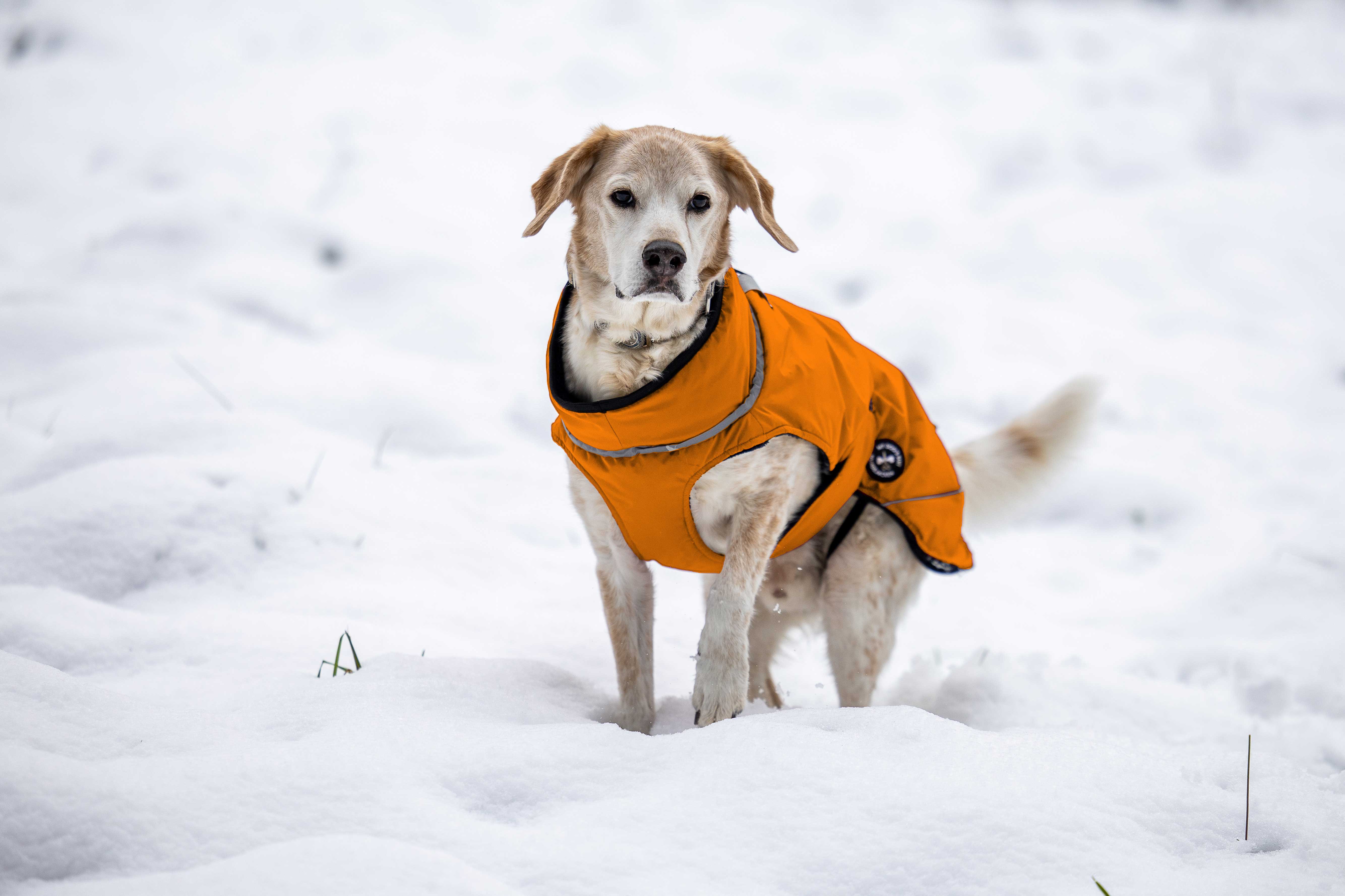 Hundewinterjacke, sehr warm mit Rückenöffnung - NEU