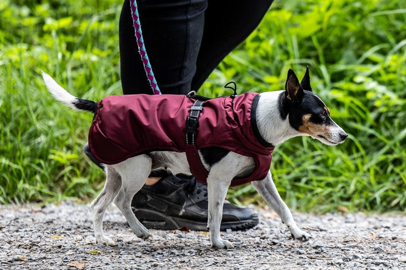 Regenjacke (2XS XS S) mit Leinenring - 2XS / Bordeaux -