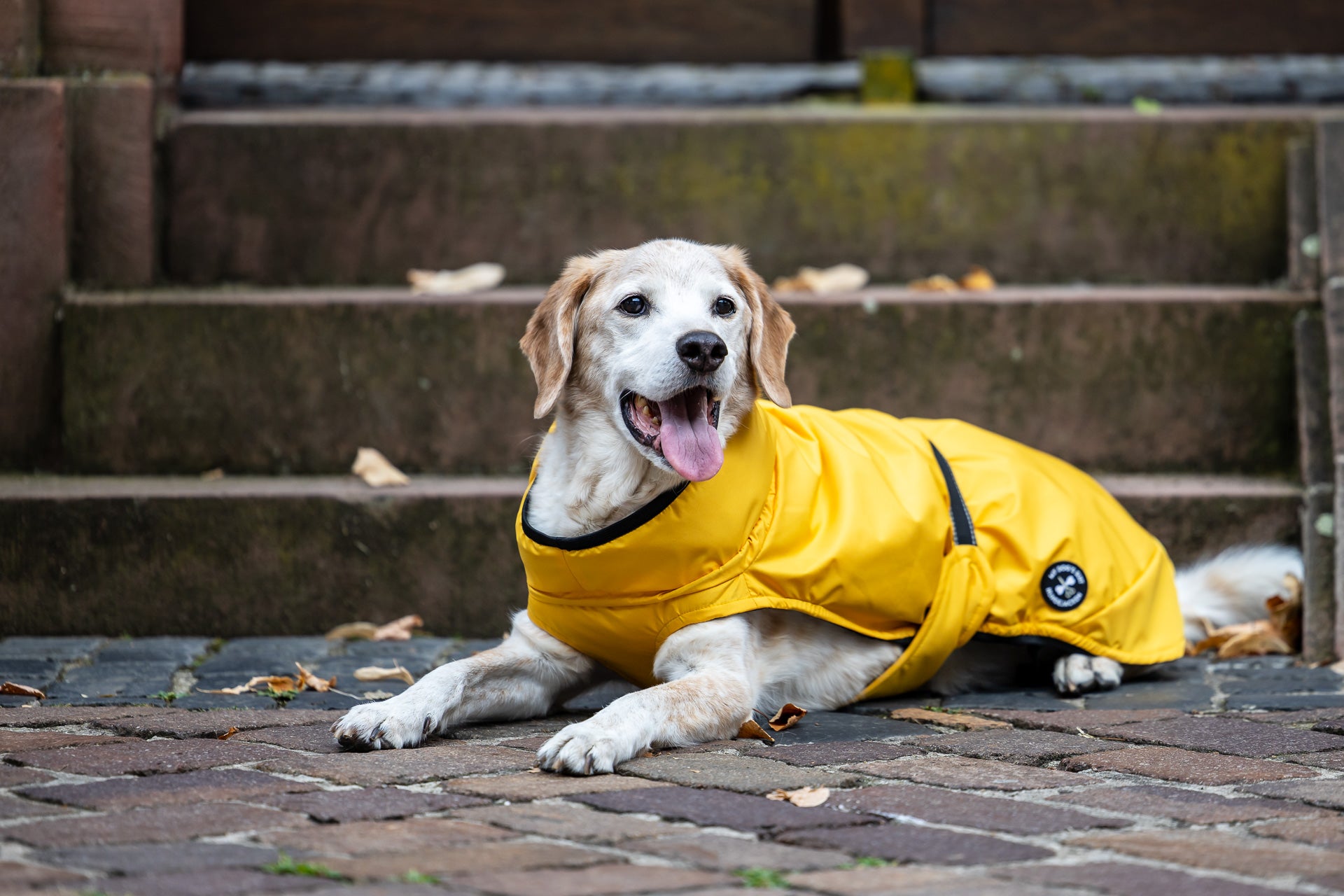 Veste de pluie (M, L, XL, 2XL)