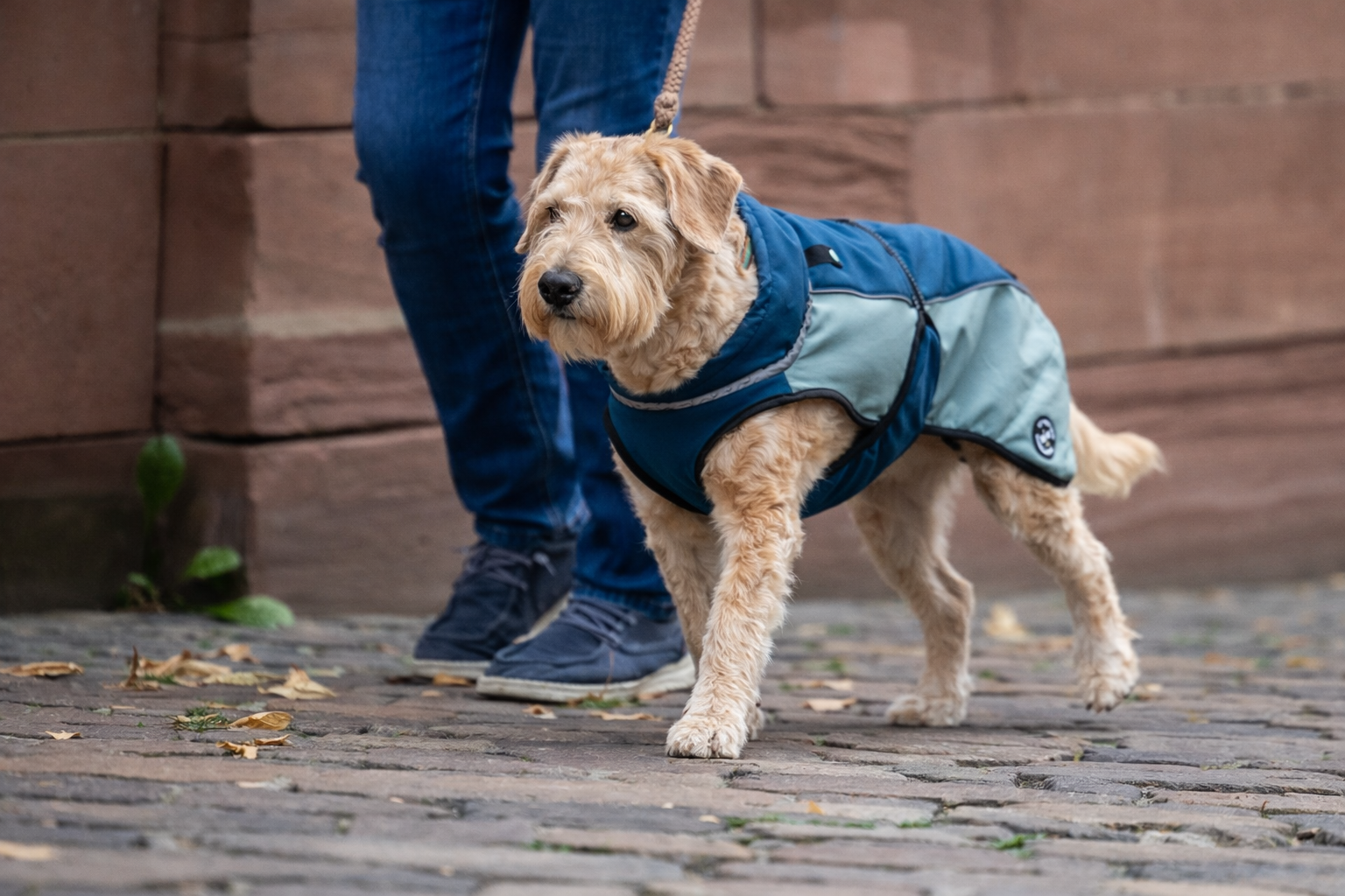 Softshelljacke für Hunde mit Rückenöffnung - NEU