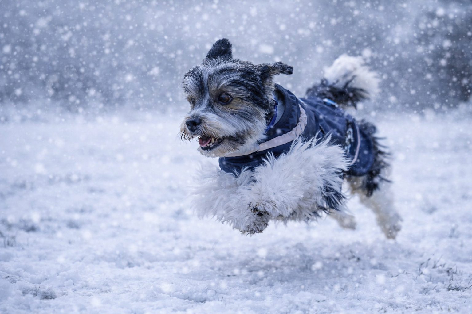 Veste d'hiver (M, L, XL, 2XL)