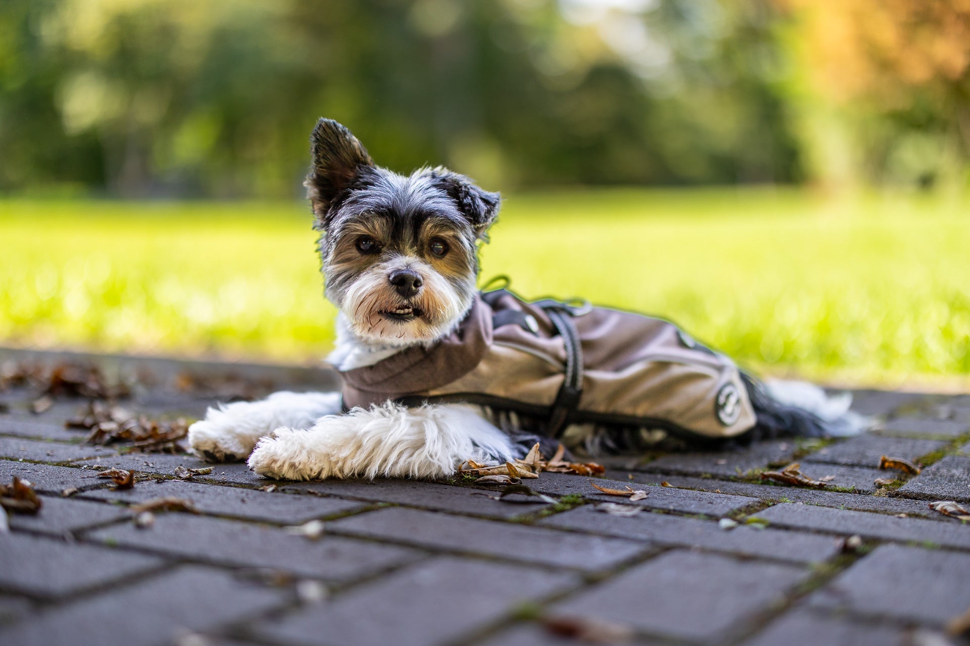 Softshelljacke (XS S) mit Leinenring - Dunkelbraun-Hellbraun